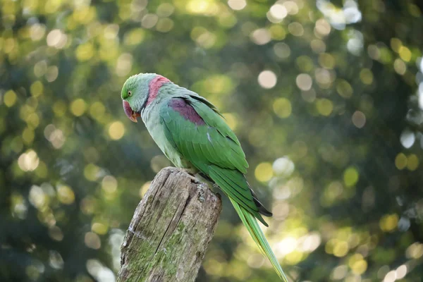 Een Close Shot Van Een Groene Parkiet Een Tak — Stockfoto