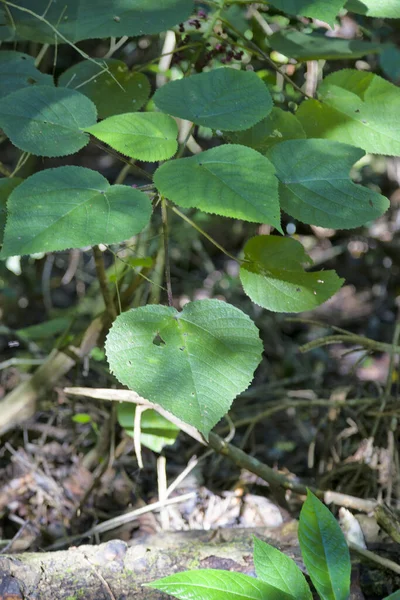 Stinging Tree Growing Kuranda Tropical North Queensland Australia Tree Also — Stock Photo, Image