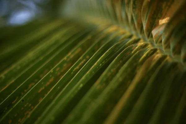 Fresh Green Leaves Palm Frond — Stock Photo, Image