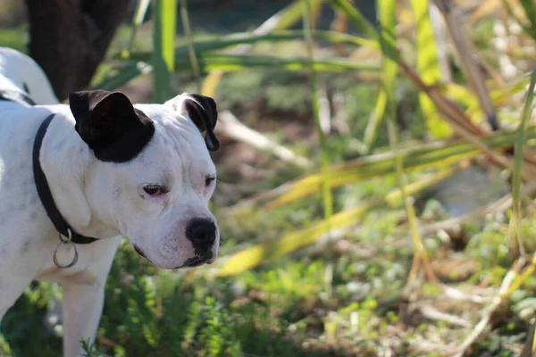 Tiro Perto Cão Branco Preto Adorável Campo — Fotografia de Stock