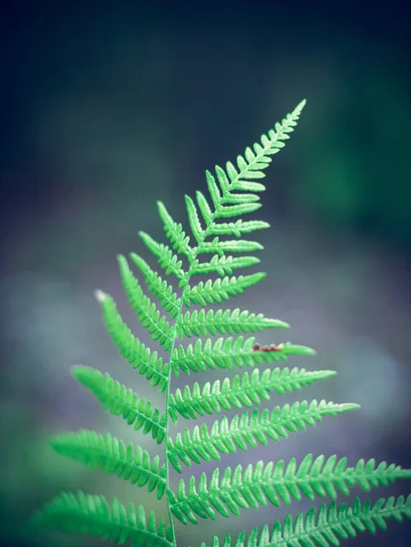 Disparo Vertical Una Hoja Helecho — Foto de Stock