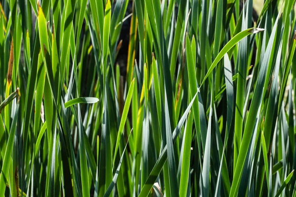 Closeup Shot Green Tall Grass — Stock Photo, Image