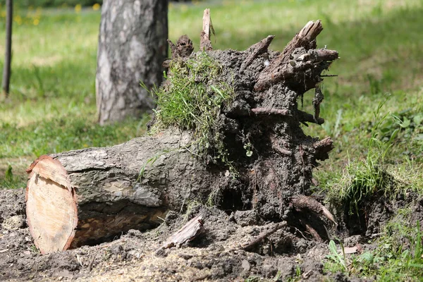 Eine Nahaufnahme Des Stumpfes Mit Wurzeln — Stockfoto