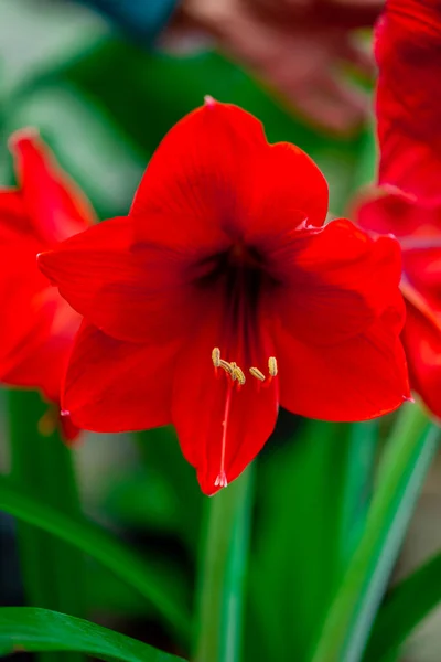Вертикальный Снимок Красной Лили Саду — стоковое фото