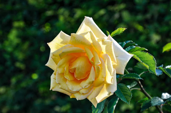在花园里的一朵黄色玫瑰的选择性聚焦镜头 — 图库照片
