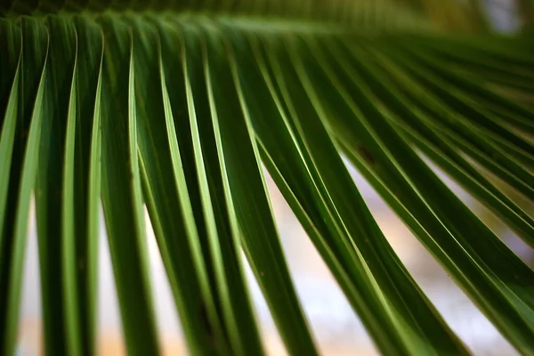 Feuilles Vertes Droites Sur Une Fronde Palmier — Photo