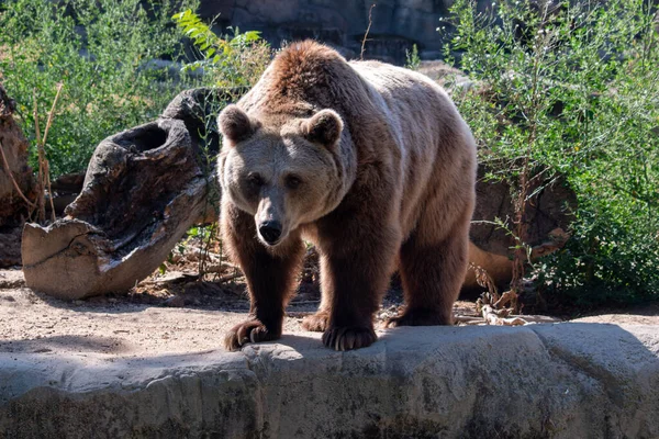 Close Urso Marrom Zoológico Sob Luz Sol — Fotografia de Stock