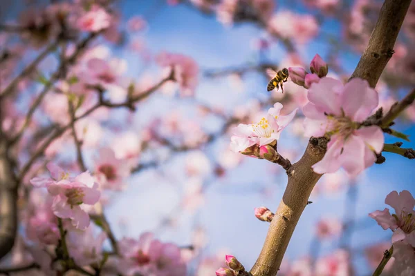 Suave Foco Flores Almendras Rosadas Floreciendo Árbol Huerto — Foto de Stock