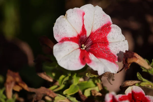 Primer Plano Una Flor Petunia Rosa Blanca —  Fotos de Stock