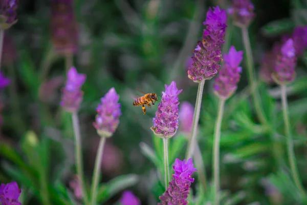 Primer Plano Una Abeja Volando Campo Lavanda Luz Del Día —  Fotos de Stock