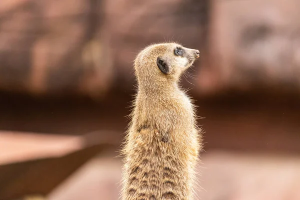 Closeup Shot Wild Meerkat — Stock Photo, Image