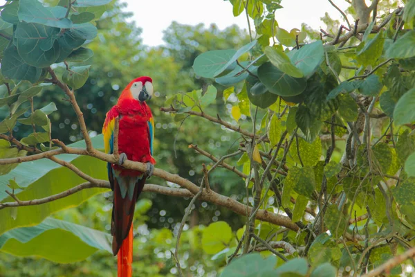 Adorable Perroquet Aras Coloré Debout Sur Branche Arbre Dans Forêt — Photo