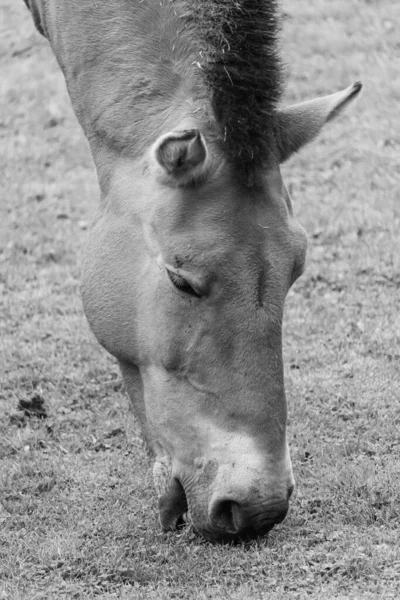 Gros Plan Vertical Niveaux Gris Âne Mangeant Herbe — Photo