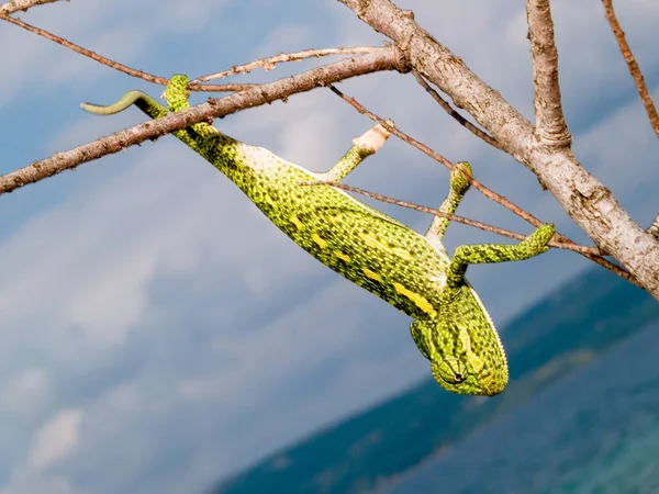 Een Macro Shot Van Een Prachtige Afrikaanse Kameleon Sahel Kameleon — Stockfoto