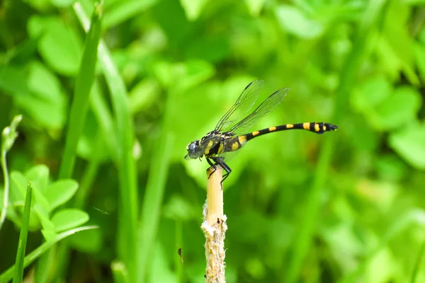 Eine Nahaufnahme Eines Käfers Auf Einem Ast Einem Garten Mit — Stockfoto