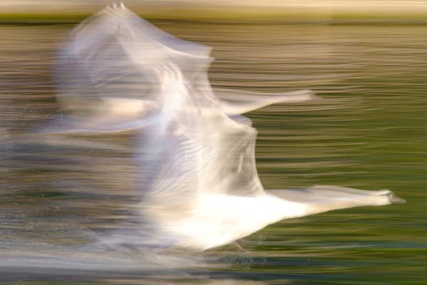 Una Hermosa Toma Cisnes Volando Través Del Lago Durante Día —  Fotos de Stock