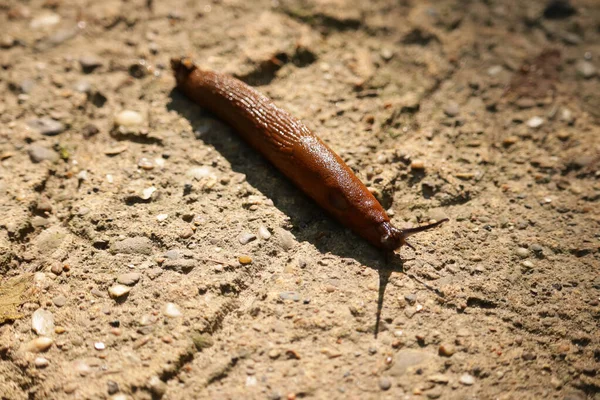 Bir Kaya Yüzeyindeki Turuncu Sümüklü Böceğin Üst Görüntüsü — Stok fotoğraf