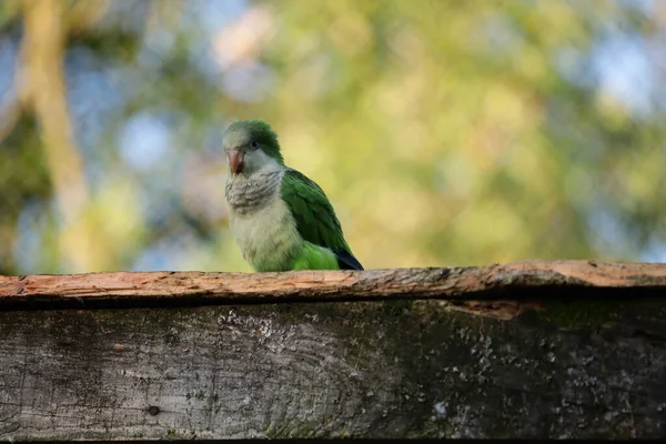 Closeup Shot Alexandrine Parakeet Wall Zoo — Stock Photo, Image