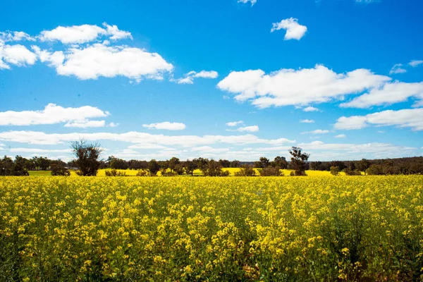 Landscape Yellow Flowers Field Sunny Morning — Stock Photo, Image