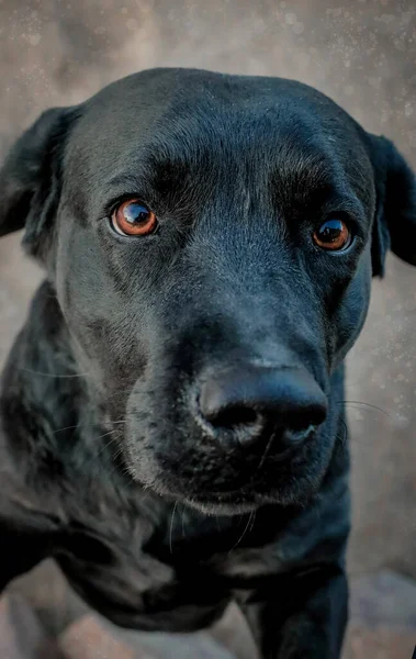 Retrato Vertical Perro Labrador Retriever Aire Libre — Foto de Stock