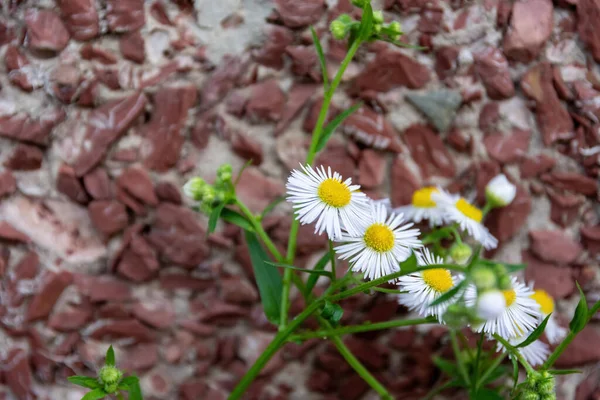 Egy Közeli Kép Egy Kis Csapat Erigeron Annuus — Stock Fotó