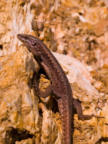 Primer Plano Lagarto Común Pared Podarcis Muralis Roca Luz Del — Foto de Stock