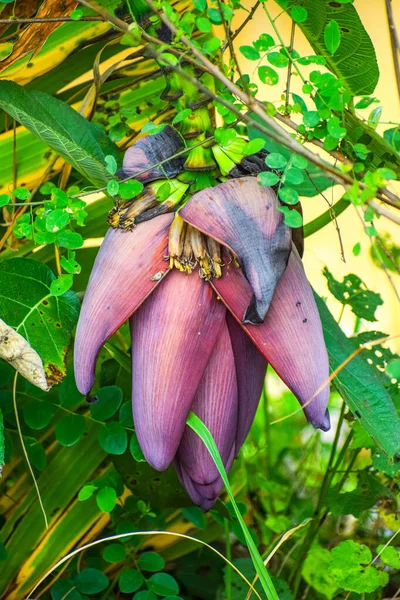 Disparo Vertical Una Flor Jardín Durante Día — Foto de Stock