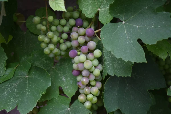 Closeup Shot Ripening Grapes Tree — Stock Photo, Image