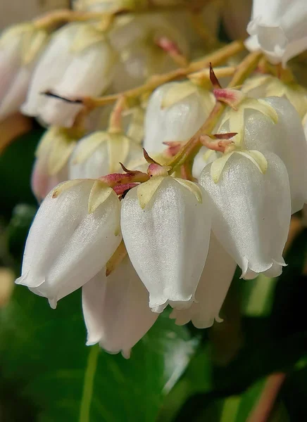 Colpo Scenico Piante Fiore Erica Bianca Che Crescono Nel Giardino — Foto Stock