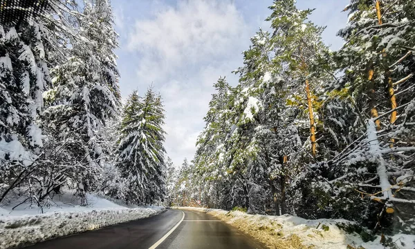 Дорога Окруженная Заснеженным Лесом Зимний День — стоковое фото