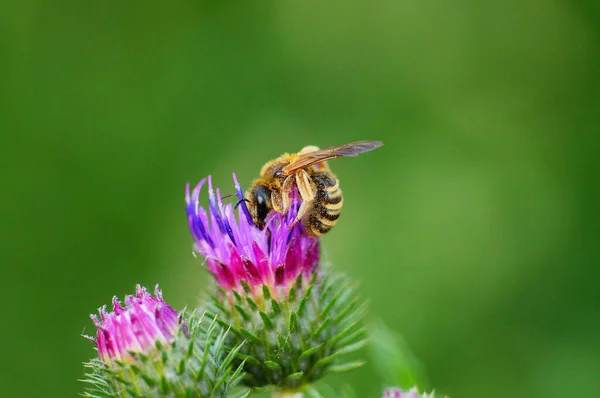 Nahaufnahme Einer Honigbiene Auf Einer Distel Schöne Grün Und Lila — Stockfoto