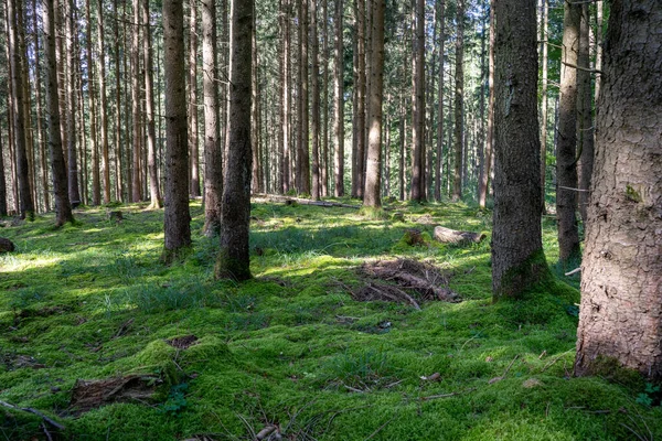 Een Pijnboombos Een Bos Met Zon Mos Scène Super Groen — Stockfoto