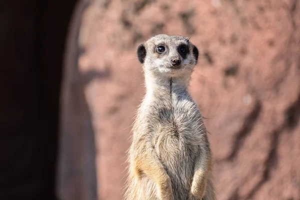 Une Mise Point Sélective Gros Plan Suricate Mignon — Photo