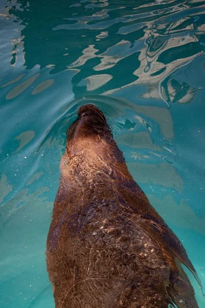 Tiro Vertical Leão Marinho Nadando Uma Piscina Dia Ensolarado — Fotografia de Stock