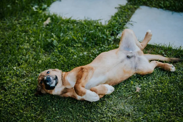 Eine Selektive Fokusaufnahme Eines Hundes Der Auf Dem Rasen Spielt — Stockfoto