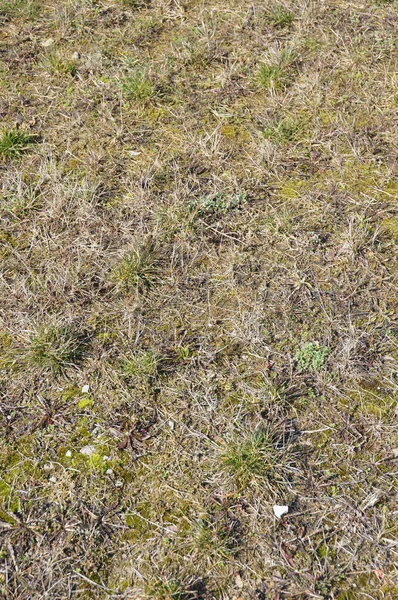 Closeup Shot Mossy Ground — Stock Photo, Image