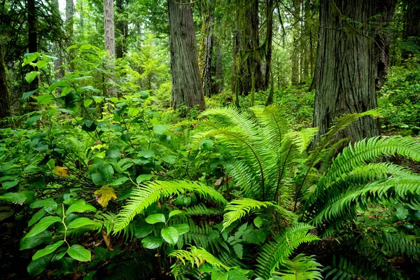 Sebuah Gambar Indah Taman Selama Siang Hari Saanich Utara Vancouver — Stok Foto