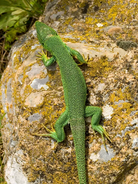 Primer Plano Hermoso Lagarto Verde Balcánico Sobre Una Roca Naturaleza —  Fotos de Stock