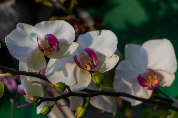 Close Delicadas Flores Brancas Galhos Finos Com Fundo Borrado Jardim — Fotografia de Stock