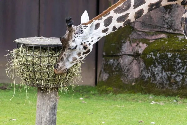 Une Grande Girafe Mangeant Foin Sec Une Mangeoire Dans Parc — Photo
