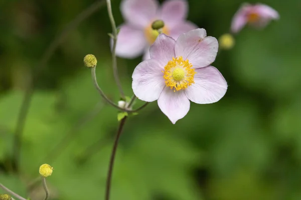 Detailní Záběr Růžové Japonské Sasanky Květiny — Stock fotografie