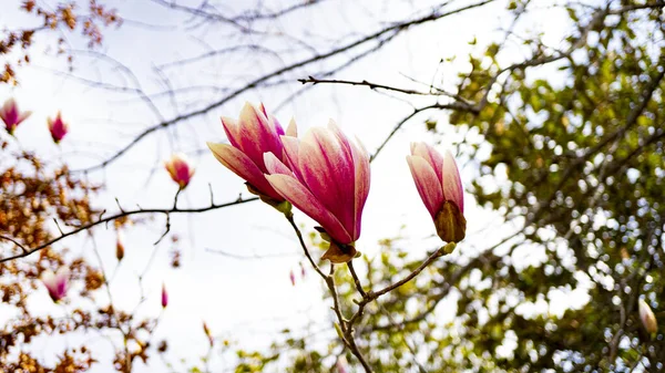 Gros Plan Magnolia Rose Fleurit Sur Arbre Pendant Jour — Photo