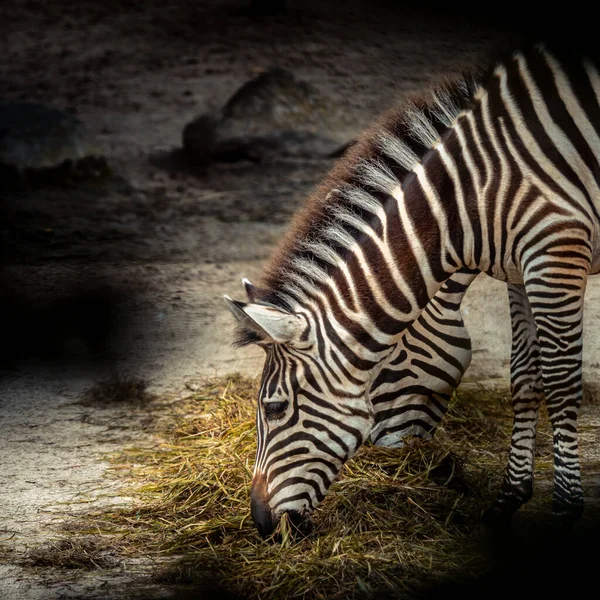 Ein Schöner Blick Auf Ein Zebra Das Auf Dem Gras — Stockfoto