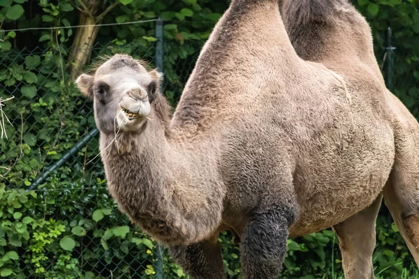 Nahaufnahme Eines Großen Kamels Mit Zwei Höckern Einem Park — Stockfoto