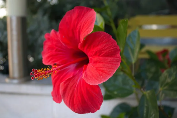 Gros Plan Bel Hibiscus Hawaïen Rouge Shoeblackplant — Photo