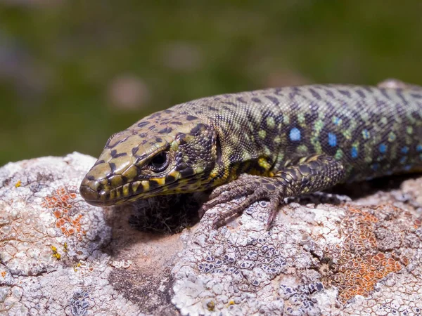 Gros Plan Lézard Grec Sur Une Surface Rocheuse Grèce — Photo