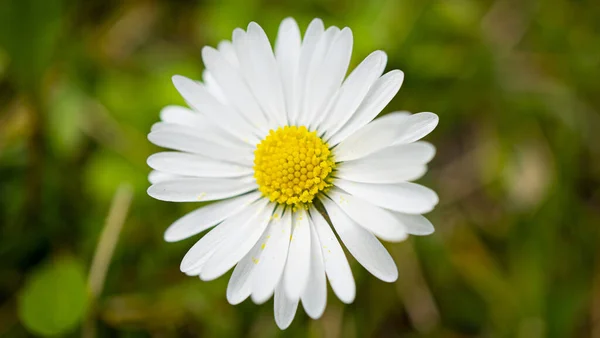 Szelektív Fókusz Felvétel Egy Gyönyörű Százszorszép Virág Szabadban Napfényben — Stock Fotó