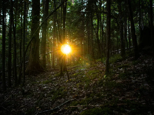 Luz Sol Tenta Romper Uma Floresta Escura Árvores Pôr Sol — Fotografia de Stock