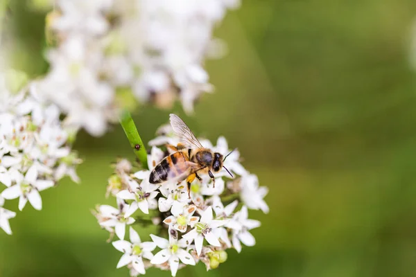 Makro Ujęcie Pszczoły Zapylającej Roślinę Kwitnącej Pietruszki Krowy Bokeh Światłem — Zdjęcie stockowe