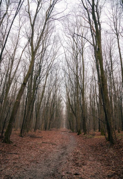 Stezka Obklopená Bezlistými Stromy Lese Během Podzimu — Stock fotografie